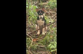 Cachorro é encontrado no bairro Pioneiros Catarinenses