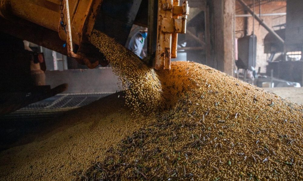 Imagem referente a Produção brasileira de grãos deve aumentar apesar do El Niño