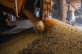 Produção brasileira de grãos deve aumentar apesar do El Niño Produção brasileira de grãos deve aumentar apesar do El Niño