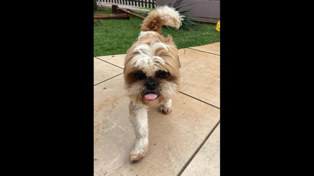 Cachorro é encontrado no bairro Neva Imagem referente a Cachorro é encontrado no bairro Neva