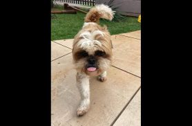 Cachorro é encontrado no bairro Neva