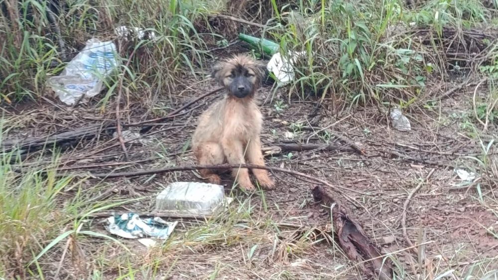 Imagem referente a Pequeno e indefeso, filhote é encontrado em meio ao lixo passando fome e frio