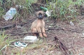 Pequeno e indefeso, filhote é encontrado em meio ao lixo passando fome e frio