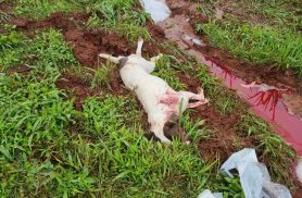 Pitbull morre baleado durante perseguição policial a caminhão em Cascavel