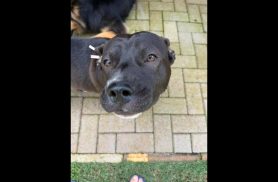 Cachorro Mike desapareceu no bairro Parque São Paulo