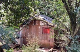 Galho de árvore cai sobre casa no Bairro Cancelli Galho de árvore cai sobre casa no Bairro Cancelli