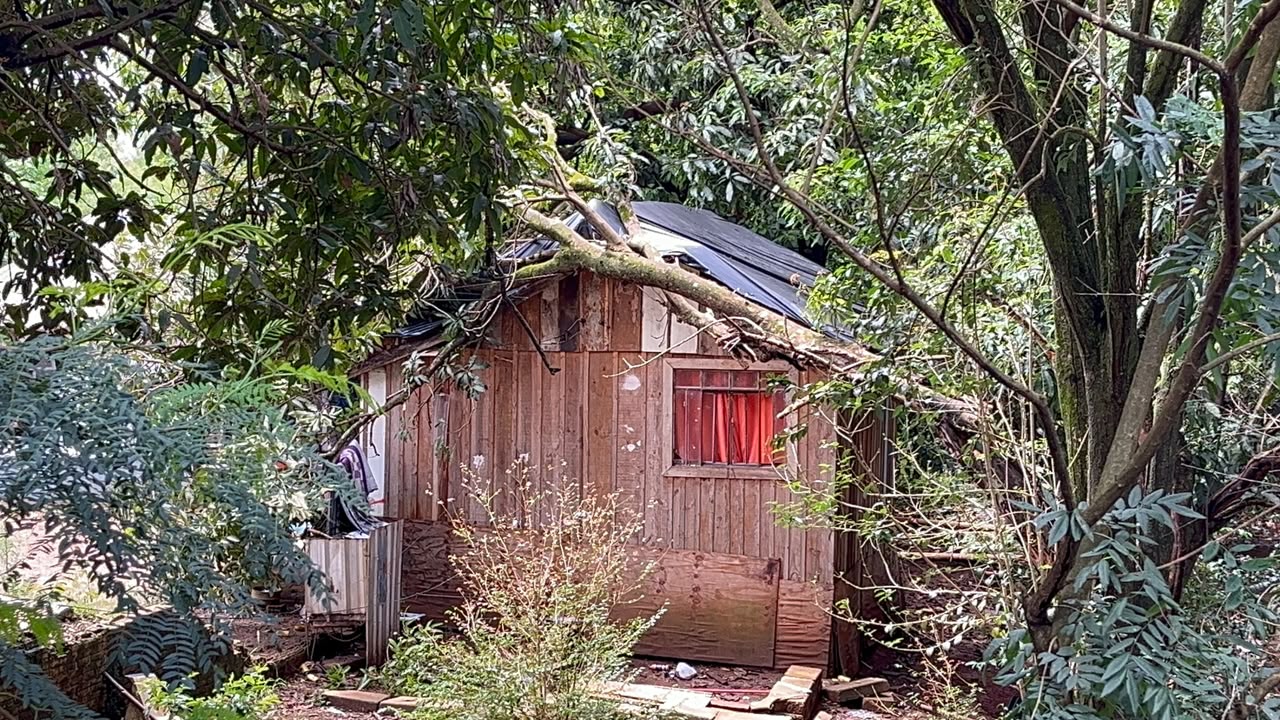 Galho de árvore cai sobre casa no Bairro Cancelli