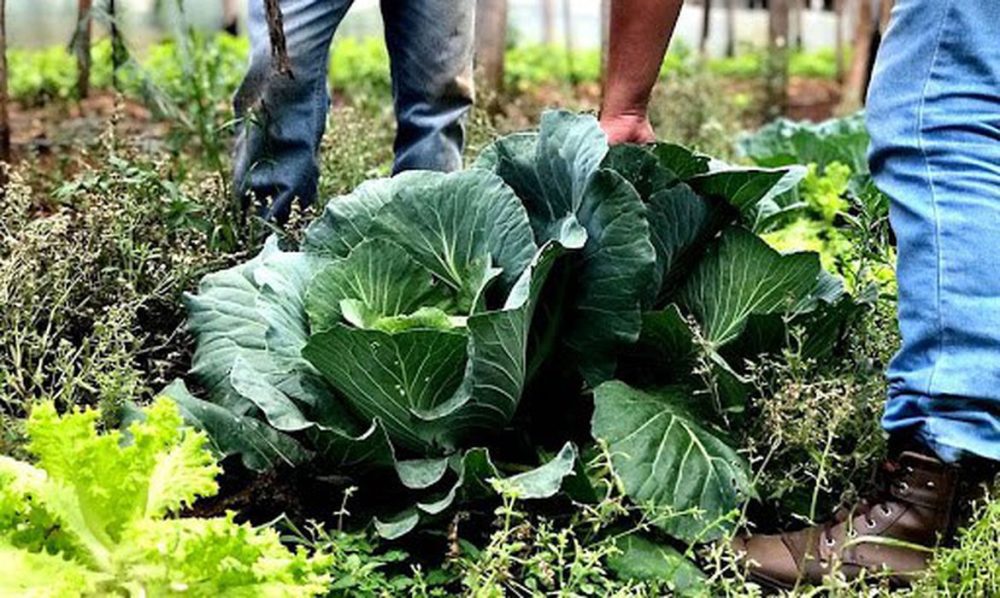 Imagem referente a Segurança alimentar exige esforço coletivo e articulação