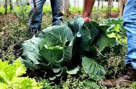 Segurança alimentar exige esforço coletivo e articulação Segurança alimentar exige esforço coletivo e articulação