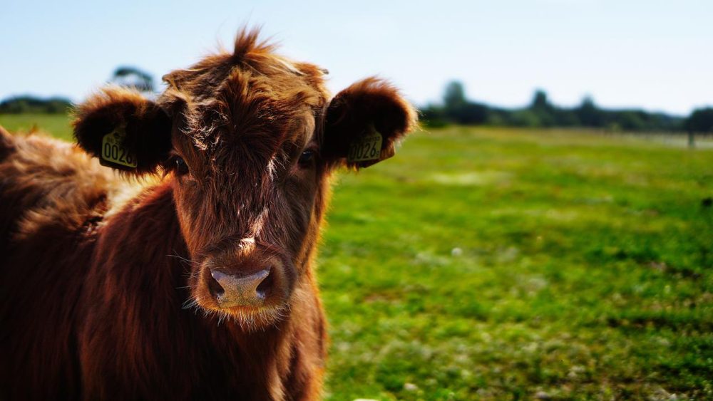 Imagem referente a Novilha é abatida e carne é furtada de propriedade rural em Mercedes