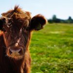 Imagem relativa a Novilha é abatida e carne é furtada de propriedade rural em Mercedes