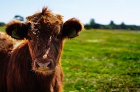 Novilha é abatida e carne é furtada de propriedade rural em Mercedes