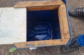 Cobra-cega é encontrada próximo à piscina em residência no Santa Cruz