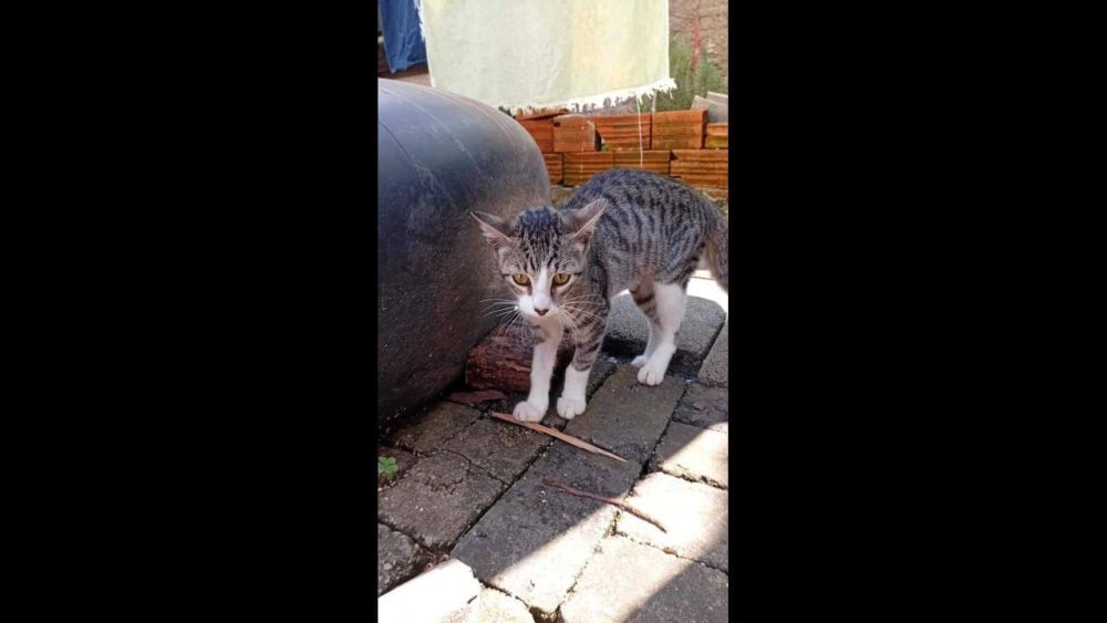 Imagem referente a Gata é encontrada no bairro Universitário