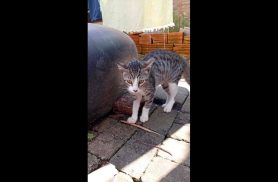 Gata é encontrada no bairro Universitário