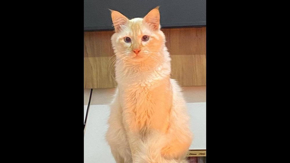 Imagem referente a Gato Naninho desapareceu no bairro Floresta