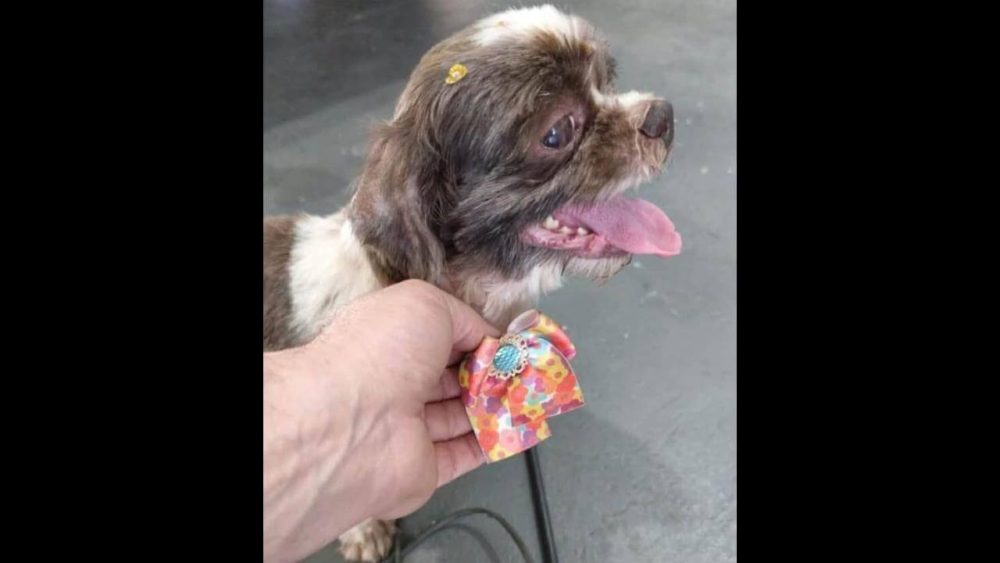 Imagem referente a Cachorra Kiara desapareceu no bairro Coqueiral