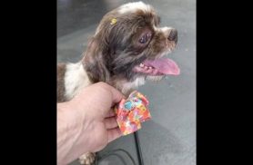 Cachorra Kiara desapareceu no bairro Coqueiral
