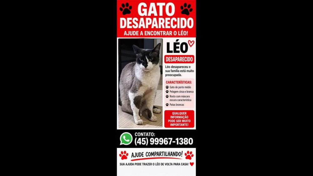 Imagem referente a Gato Leo desapareceu no bairro Novo Milênio
