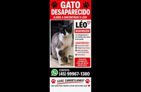 Gato Leo desapareceu no bairro Novo Milênio