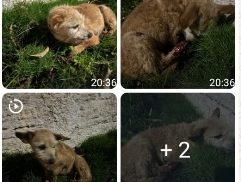 Cachorra é encontrada no bairro Alto Alegre