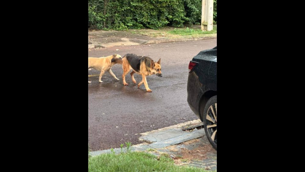 Cachorra é encontrada no bairro Interlagos Imagem referente a Cachorra é encontrada no bairro Interlagos