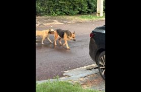 Cachorra é encontrada no bairro Interlagos