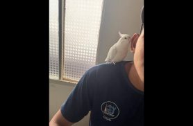 Calopsita Nino desapareceu no bairro Universitário