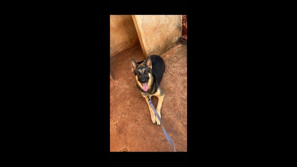 Imagem referente a Cachorra Atena desapareceu no bairro Jardim Montovani