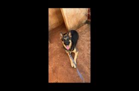Cachorra Atena desapareceu no bairro Jardim Montovani