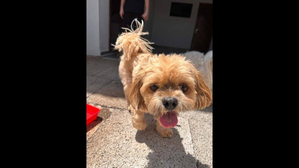 Cachorro é encontrado no bairro Recanto Tropical Imagem referente a Cachorro é encontrado no bairro Recanto Tropical