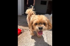 Cachorro é encontrado no bairro Recanto Tropical