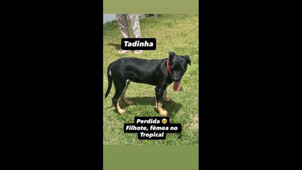 Imagem referente a Cachorra é encontrada no bairro Recanto Tropical