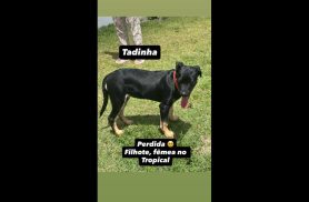 Cachorra é encontrada no bairro Recanto Tropical