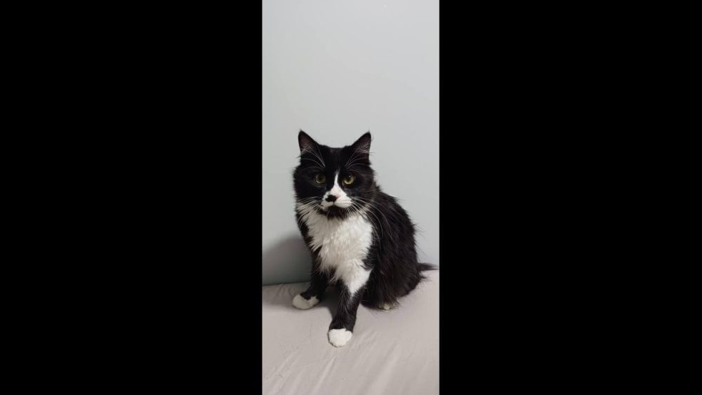 Gato Inosuke desapareceu no bairro Parque São Paulo Imagem referente a Gato Inosuke desapareceu no bairro Parque São Paulo