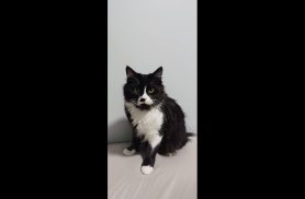 Gato Inosuke desapareceu no bairro Parque São Paulo