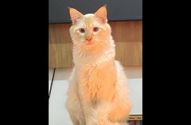 Gato Naninho desapareceu no bairro Floresta