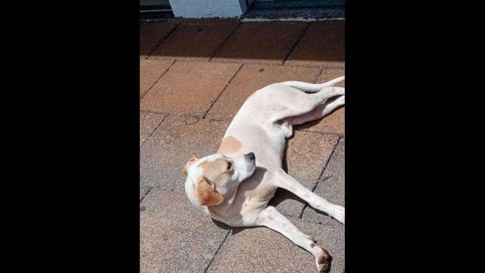 Cachorro é encontrado no bairro Centro Imagem referente a Cachorro é encontrado no bairro Centro