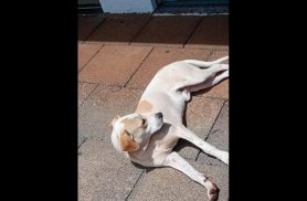 Cachorro é encontrado no bairro Centro