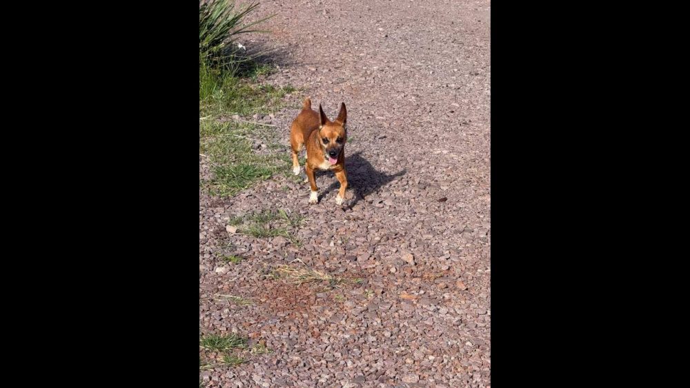 Imagem referente a Cachorro é encontrado no bairro São Cristóvão