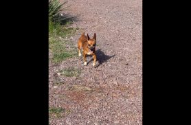 Cachorro é encontrado no bairro São Cristóvão