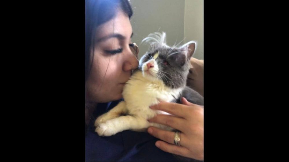 Imagem referente a Gata Mini desapareceu no bairro Presidente