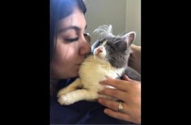 Gata Mini desapareceu no bairro Presidente