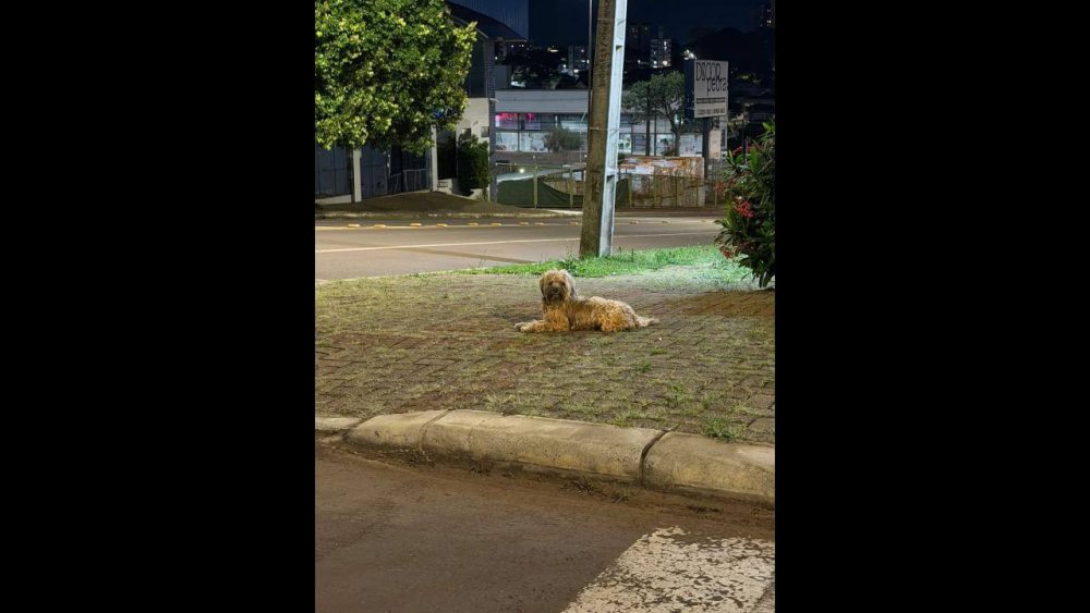 Imagem referente a Cachorro é encontrado no bairro Alto Alegre