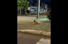 Cachorro é encontrado no bairro Alto Alegre