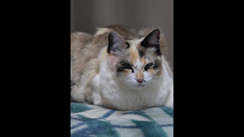 Gata Figurinha desapareceu no bairro Floresta Imagem referente a Gata Figurinha desapareceu no bairro Floresta