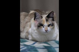 Gata Figurinha desapareceu no bairro Floresta