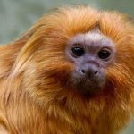 Imagem relativa a COP17 da Biodiversidade começa segunda-feira na Armênia