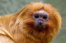 COP17 da Biodiversidade começa segunda-feira na Armênia