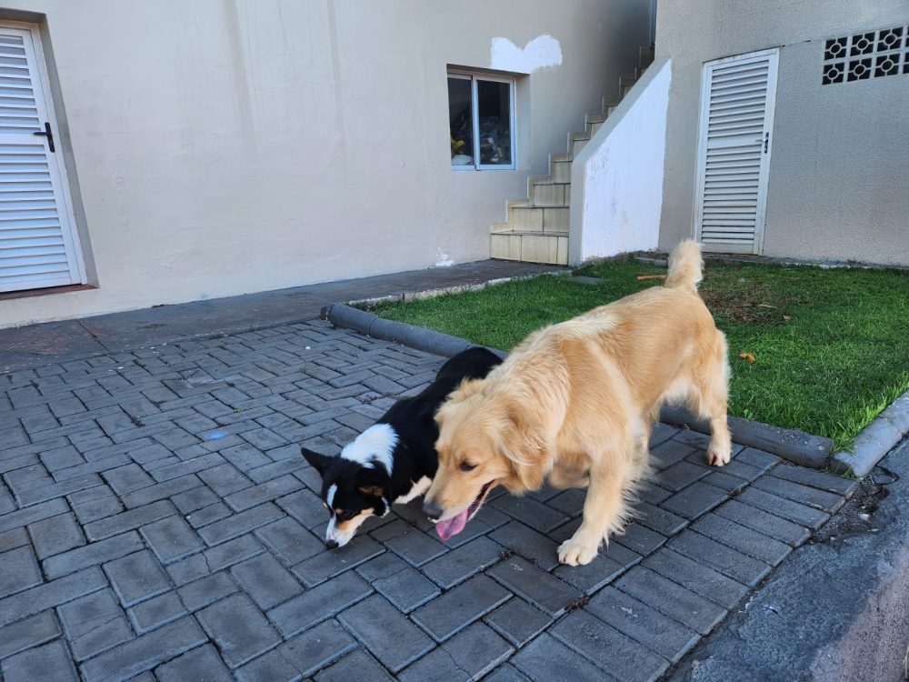 Imagem referente a Cachorros entram no Quartel dos Bombeiros em Cascavel e aguardam pelos donos